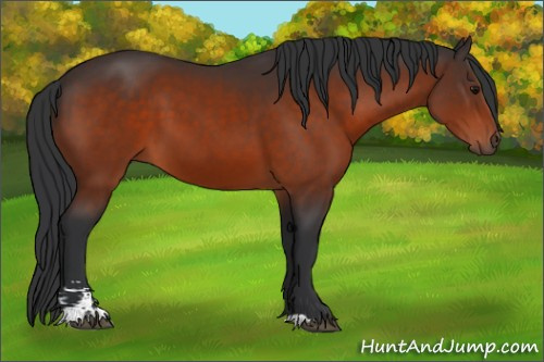 Horse Color:Bay Sabino 