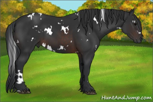 Horse Color:White Spotted Brown 