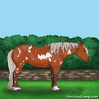 Horse Color:White Spotted Silver Bay 