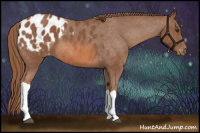 Horse Color:Chestnut Appaloosa