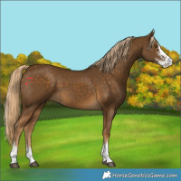 Horse Color:Chocolate Palomino Sabino 