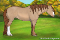 Horse Color:Red Dun Roan 