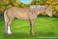 Horse Color:Palomino 