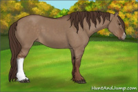 Horse Color:Liver Red Dun 