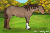 Horse Color:Liver Red Dun 