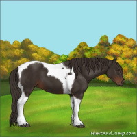Horse Color:Liver Chestnut Tobiano 