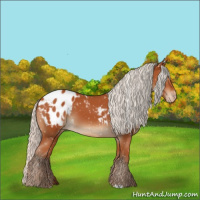 Horse Color:Silver Bay Appaloosa 