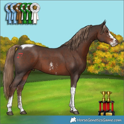 Horse Color:Liver Chestnut Sabino Tobiano 