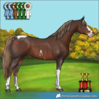 Horse Color:Liver Chestnut Sabino Tobiano 