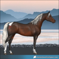 Horse Color:Liver Chestnut Mushroom Tobiano 
