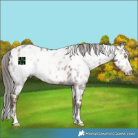 Horse Color:Gray White Spotted Sable Champagne Appaloosa 