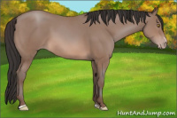 Horse Color:Sable Champagne Sabino 
