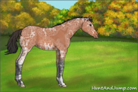 Horse Color:Bay Ice Sabino 