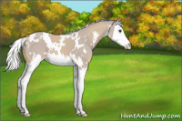 Horse Color:Watercolor White Spotted Palomino Splash 