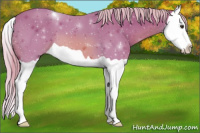 Horse Color:Watercolor Chestnut Splash 