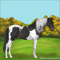 Horse Color:Liver Chestnut Tobiano 