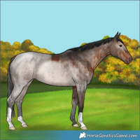Horse Color:Brown Dun Mushroom Brindle 