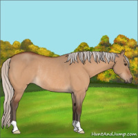 Horse Color:Silver Bay Dun Rabicano 