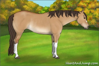 Horse Color:Buckskin Dun Rabicano 