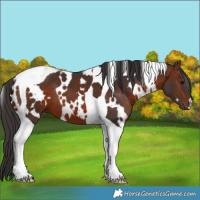 Horse Color:White Spotted Bay Tobiano 