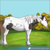 Horse Color:Liver Chestnut Splash Tobiano Rabicano 