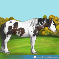Horse Color:White Spotted Brown Splash Tobiano Appaloosa 