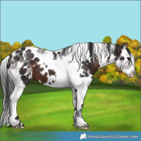 Horse Color:White Spotted Brown Splash Tobiano 