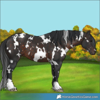 Horse Color:White Spotted Brown 