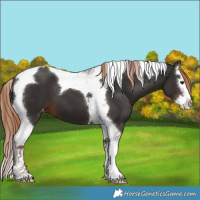 Horse Color:Liver Chestnut Splash Tobiano Appaloosa 