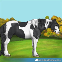 Horse Color:Black Sabino Tobiano 