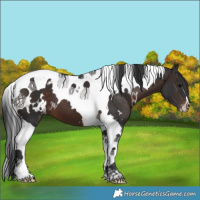 Horse Color:White Spotted Brown Tobiano Appaloosa 