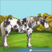 Horse Color:White Spotted Liver Chestnut Sabino 