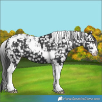 Horse Color:Black Sabino Tobiano Appaloosa 