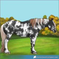 Horse Color:White Spotted Liver Chestnut 
