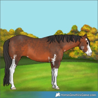 Horse Color:Brown Sabino