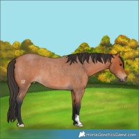 Horse Color:Bay Roan Rabicano