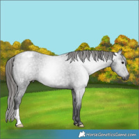 Horse Color:Gray Blue Roan Varnish
