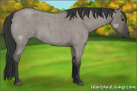 Horse Color:Grullo Roan 