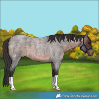 Horse Color:Brown Roan