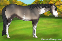 Horse Color:Blue Onyx Sabino