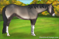 Horse Color:Blue Onyx