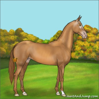 Horse Color:Gray Gold Champagne 