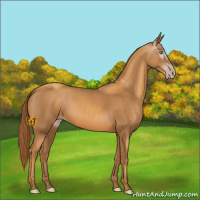 Horse Color:Gray Gold Champagne 