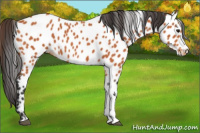 Horse Color:Bay Appaloosa
