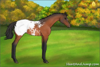 Horse Color:Bay Appaloosa Rabicano 