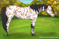 Horse Color:Bay Appaloosa 