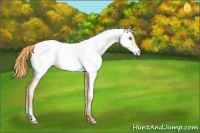 Horse Color:Buckskin Pearl Near Fewspot Rabicano 