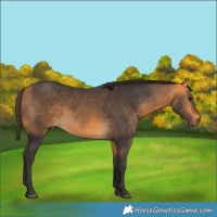 Horse Color:Buckskin 