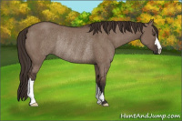 Horse Color:Liver Red Dun Rabicano 