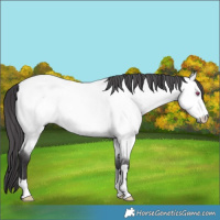 Horse Color:Buckskin Chinchilla 
